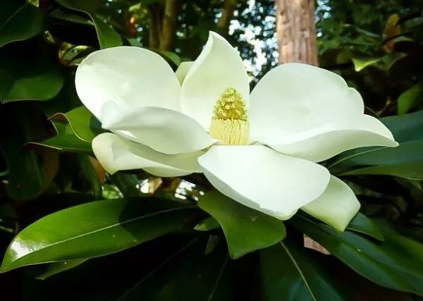 Kay Parris&quot;&quot; Evergreen Southern Magnolia Grandifolia 20 28 inch tall Fragrant - £34.67 GBP