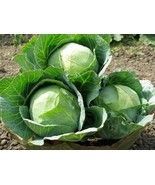 Bloomys 1000 Seeds Cabbage Seeds Danish Ballhead Heirloom Non Gmo FreshU... - $191.07 MXN