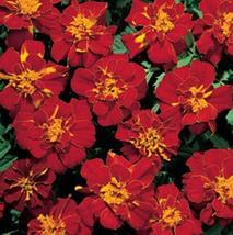 50 Seeds Marigold Seeds - French Safari Red Seed - £20.32 GBP