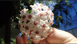 Hoya compacta Hindu Rope plant, well rooted, sent with the pot, Wax plant - £14.38 GBP