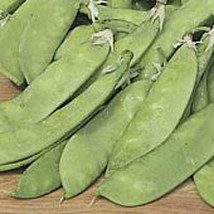 Dwarf Grey Sugar Snow Peas Seeds Fresh Seeds USA - £11.46 GBP