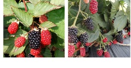 Twilight Thornless Blackberry Live Plants Outdoor Garden -4 Pack - LOWES... - $69.99