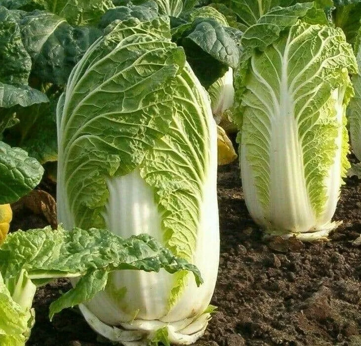 MBK 500 Seeds Chinese Michihili Cabbage Asian Vegetable Non GMO Packs Sale - £7.29 GBP