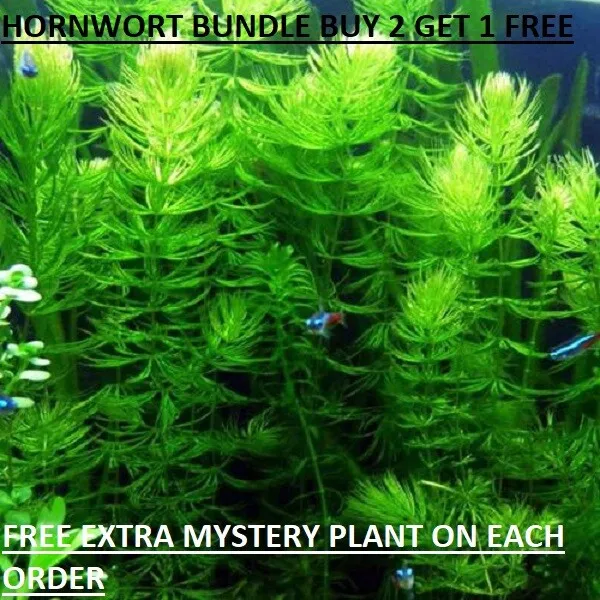 Hornwort Ceratophyllum Live Aquarium Pond Plant planted tank BUY2GET1FREE - $15.99