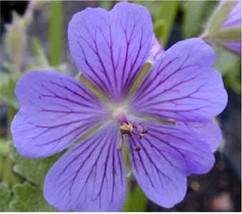 60+ Geranium Pusilum Blue Orchid Cranesbill Flower Seeds  SS - £10.82 GBP