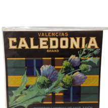 VTG Grapefruit Crate Label Valencias Caledonia Brand Orange County CA Ar... - £38.91 GBP
