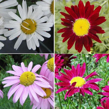 20 Mix Organic Robinsonson&#39;s Daisy Chrysanthemum coccineum Flower Seeds - £6.28 GBP