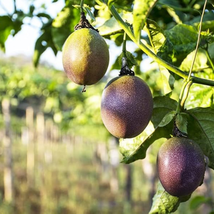 Passion Fruit Passiflora edulis Fruit 20 PCS Seeds - $8.91