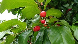 Tropical Seeds - 10 Rare Heirloom Seeds-  Indian Coffee Plum- Flacourtia jangama - £3.92 GBP