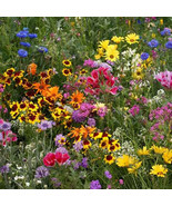 Low Grow Wildflower Mix Seeds 200 Flower Mix Colorful 18 Species Fresh S... - $9.05