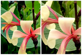 RARE Glauca Panache Canna Lily Live Plant Rhizome - Home Garden - £89.51 GBP