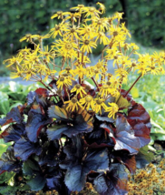 20 Pc Seeds Midnight Lady Rocket Perennial Flower, Ligularia Seeds for Planting - £14.93 GBP