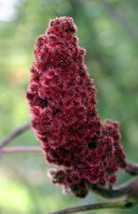 Staghorn sumac 1-2 year old , sent bare root, no soil. Pink lemonade pla... - £16.40 GBP
