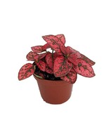 Red Splash Polka Dot Plant Hypoestes 3.5 inch Pot Colorful House Plant - $19.98