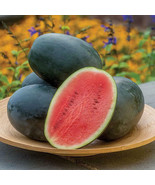 50+ Little Darling Watermelon Seeds - $10.96