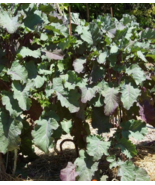 One Cutting of Perennial Purple Leaf Tree Collard / Kale  (Fast Shipping) - $6.95 CAD