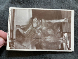 Cincinnati Ohio Zoological Gardens 13 Pic Foldout Souvenir Folder Postcard - £18.39 GBP