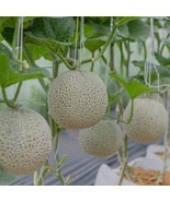 Honey Rock Melon - Cantaloupe Seeds - Organic Seeds - Heirloom Seeds FRESH - £6.88 GBP