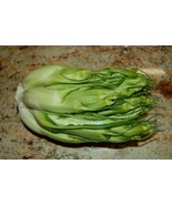 THJAR 250 CICORIA CATALOGNA Puntarelle Chicorium Chicory Vegetable Seeds - $93.92 MXN