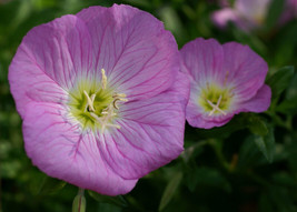 Primrose Evening Showy Pink 675 Seeds  From US - £5.19 GBP