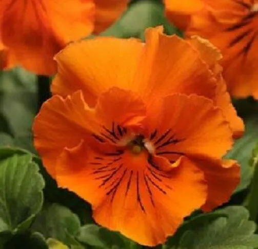Mpb 3 Pansy Seeds Frizzle Sizzle Orange Flower Seeds 50 Seeds Garden - £9.43 GBP