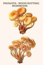 Pholiota - Wood Rotting Mushroom By Edmund Michael - Art Print - £17.63 GBP+