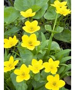 USA Yellow Swamp Marigold Bidens Aristosa Mutica Flower 200 Seeds - £8.77 GBP