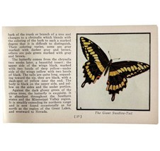 Giant Swallow Tail Butterfly 1934 Butterflies Of America Insect Art PCBG14B - $366.80 MXN