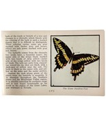 Giant Swallow Tail Butterfly 1934 Butterflies Of America Insect Art PCBG14B - $367.96 MXN