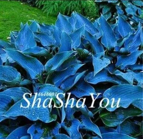 200 Seeds Hosta Greyish Blue Color Fast Shipping - £7.66 GBP