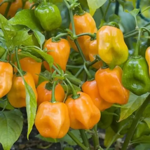 1,500 Pepper Seeds Habanero Seeds Orange HOT CHILLI 100 days - Free Ship - £35.06 GBP