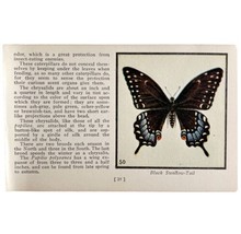 Black Swallow Tail Butterfly 1934 Butterflies Of America Insect Art PCBG14B - £15.61 GBP