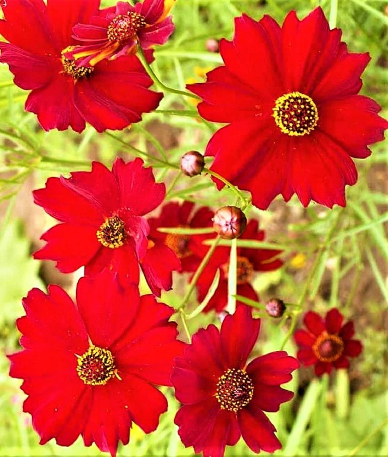Dwarf Coreopsis Seeds Red Plains Seeds 1,000+ Seeds NON-GMO  - $8.34