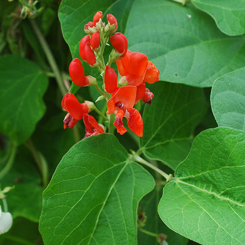 Runner Bean 'Scarlet' Phaseolus coccineus Flower Seeds, original pack, rose red