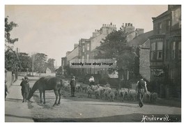 rp14406 - Horse &amp; Sheep at Hinderwell , Yorkshire - print 6x4 - $2.95