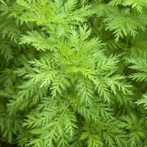 100 Organic Sweet Annie Artemisia Annua Seeds US Seller Fast Shipping - £5.50 GBP