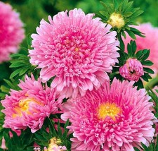 30 Aster Peony Duchess Flower Seeds Bw91013-3 Garden - £9.16 GBP