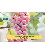 5 Organic Koshu Grape Cuttings – Super Rare Japanese Variety for Grafting or Roo - $119.99