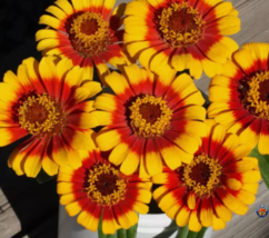 SGH 250 Zinnia Elegans ‘Sombrero’ Flower Seeds USA Seller - $8.86