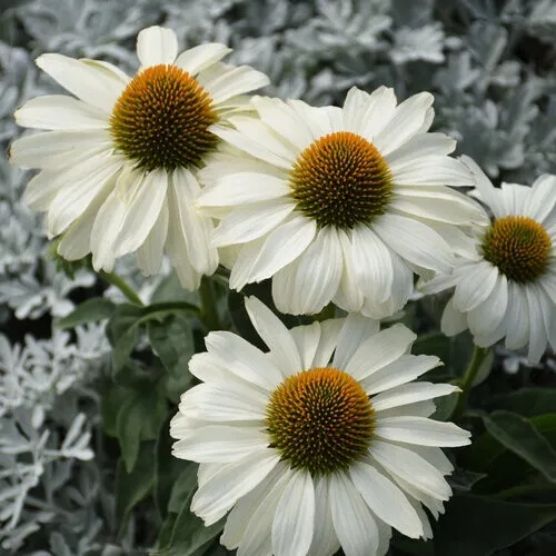 50 Price Is White Coneflower Seeds Echinacea Flower Flowers 1398 Fresh - £13.37 GBP
