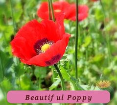 0422 beautiful poppy pop thumb200