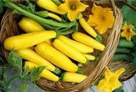 Squash Summer Early Prolific Straightneck Cucurbita Pepo Heirloom 1000 S... - $30.90