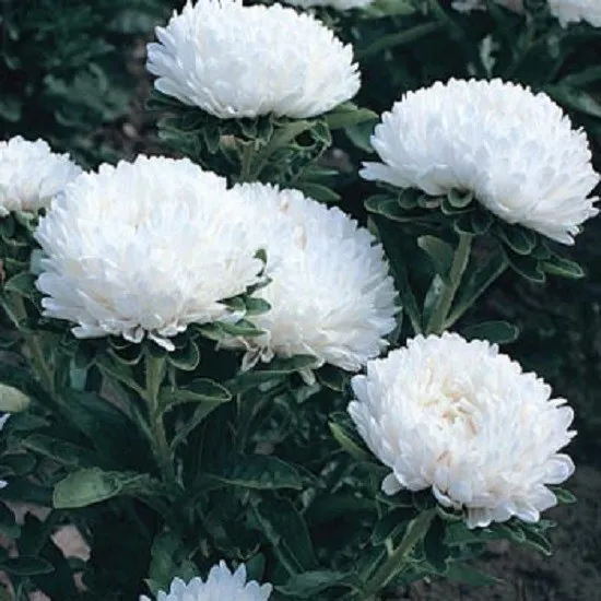 50 Peony Aster Seeds Duchess White Flower Seeds Paeony Fresh Seeds - £22.48 GBP