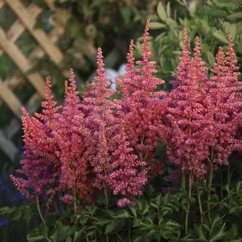 Astilbe Rise And Shine Potted Plant  - £22.36 GBP