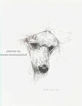 #359 WHITE  STANDARD POODLE *  dog art print * Pen and ink drawing * Jan... - $12.50