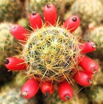 Mammillaria Prolifera Haitiensis rare cactus succulent plant cacti seed 20 SEEDS - £7.18 GBP