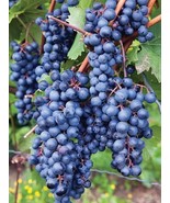 Concord Grape Starter Plant ORGANIC, Classic, Flavorful - €12,49 EUR