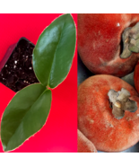 Velvet Apple Diospyros Discolor Blancoi Mabolo Fruit Seedling Tree Start... - £17.88 GBP
