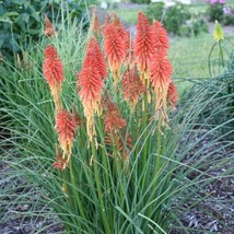 FRESH 25 Red Routette Torch Lily Hot Poker Flower - $8.00