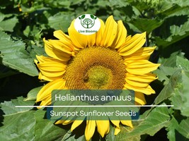 1 Gram Seeds Sunspot Sunflower for Planting | Dwarf Sunflower Variety wi... - $13.26 CAD